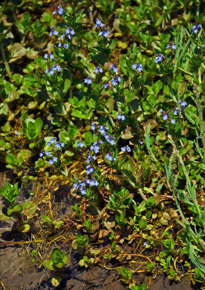 Image of Veronica beccabunga specimen.