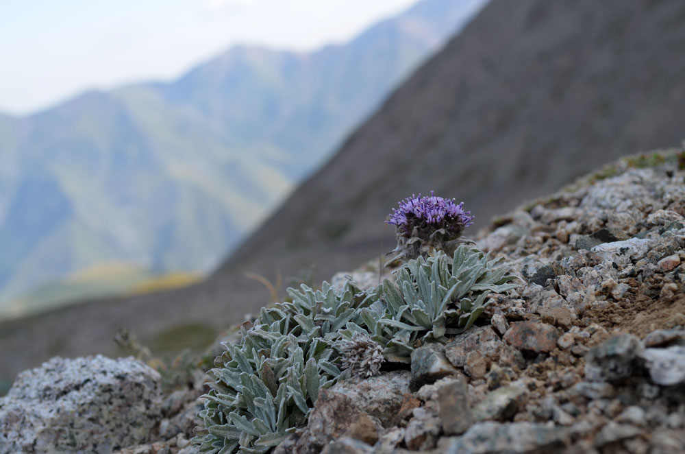 Изображение особи Saussurea gnaphalodes.