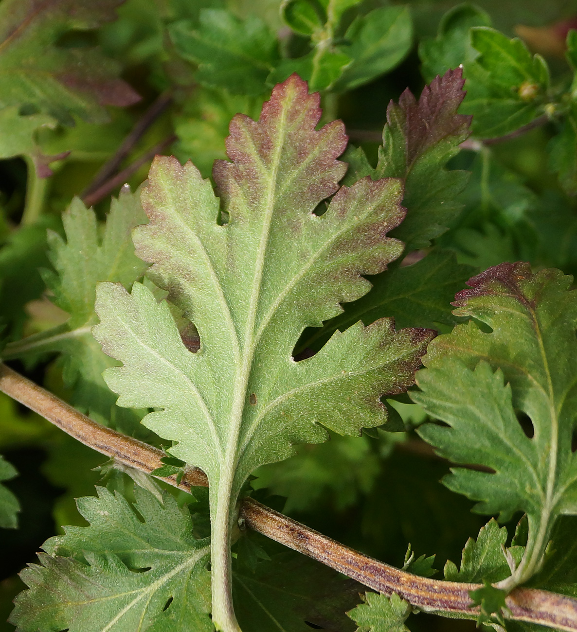 Image of Chrysanthemum indicum specimen.