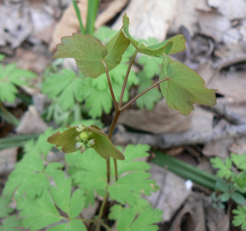 Image of Thalictrum filamentosum specimen.