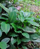 Calathea loeseneri