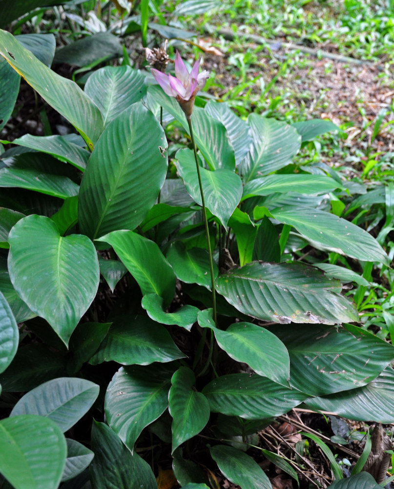 Image of Calathea loeseneri specimen.