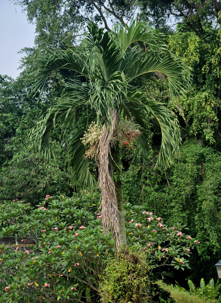 Image of Adonidia merrillii specimen.