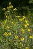 Erysimum cheiranthoides. Верхняя часть цветущего растения. Костромская обл., Судиславский р-н, окр. дер. Магово, насыпь ж.-д. 04.07.2017.