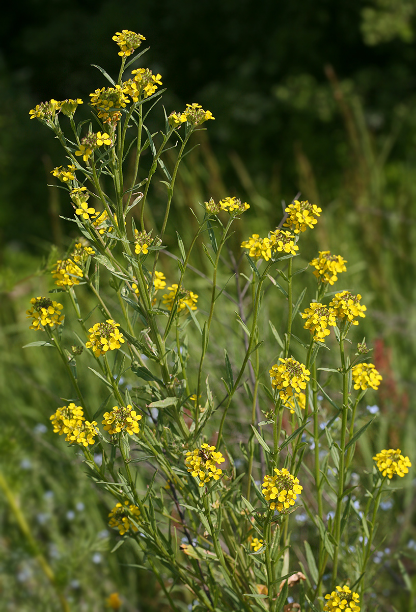 Изображение особи Erysimum cheiranthoides.