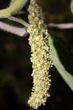 Broussonetia papyrifera
