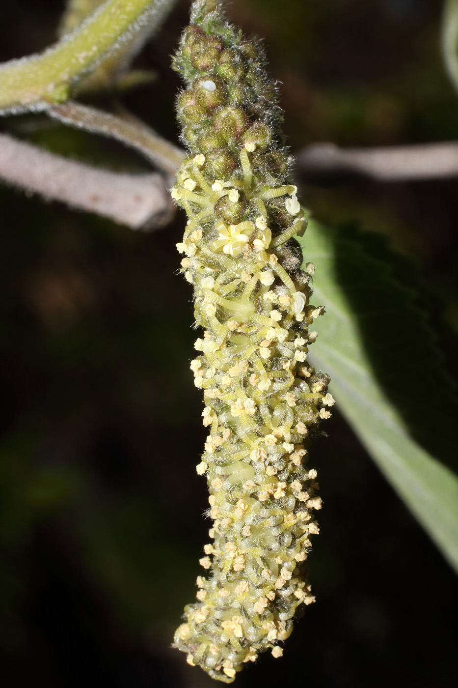 Изображение особи Broussonetia papyrifera.