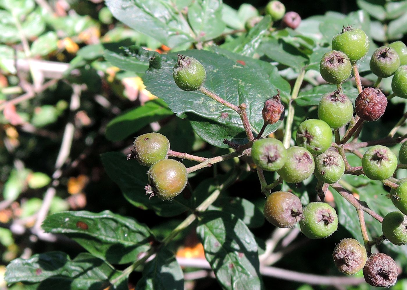 Image of &times; Crataegosorbus miczurinii specimen.