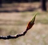 Populus