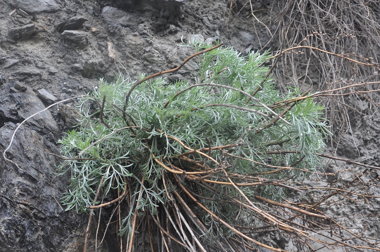 Изображение особи Artemisia marschalliana.