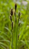 Carex buxbaumii