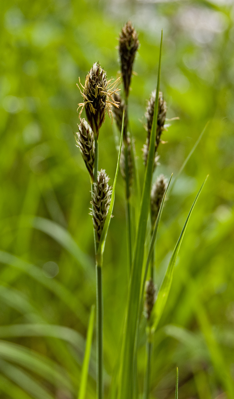 Image of Carex buxbaumii specimen.