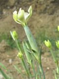 Dianthus lanceolatus. Распускающийся цветок. Дагестан, Кумторкалинский р-н, близ ж. д. 06.05.2018.