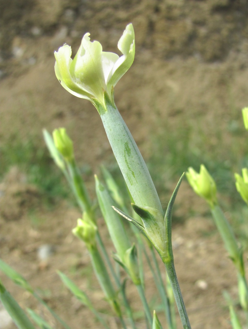 Изображение особи Dianthus lanceolatus.