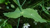 Cerastium davuricum. Листья (вид на нижнюю сторону). Пермский край, Верещагинский р-н, окр. дер. Усть-Сепыч, долина р. Лысьва, заросли на высоком берегу. 7 июля 2018 г.