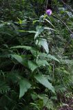 Cirsium heterophyllum