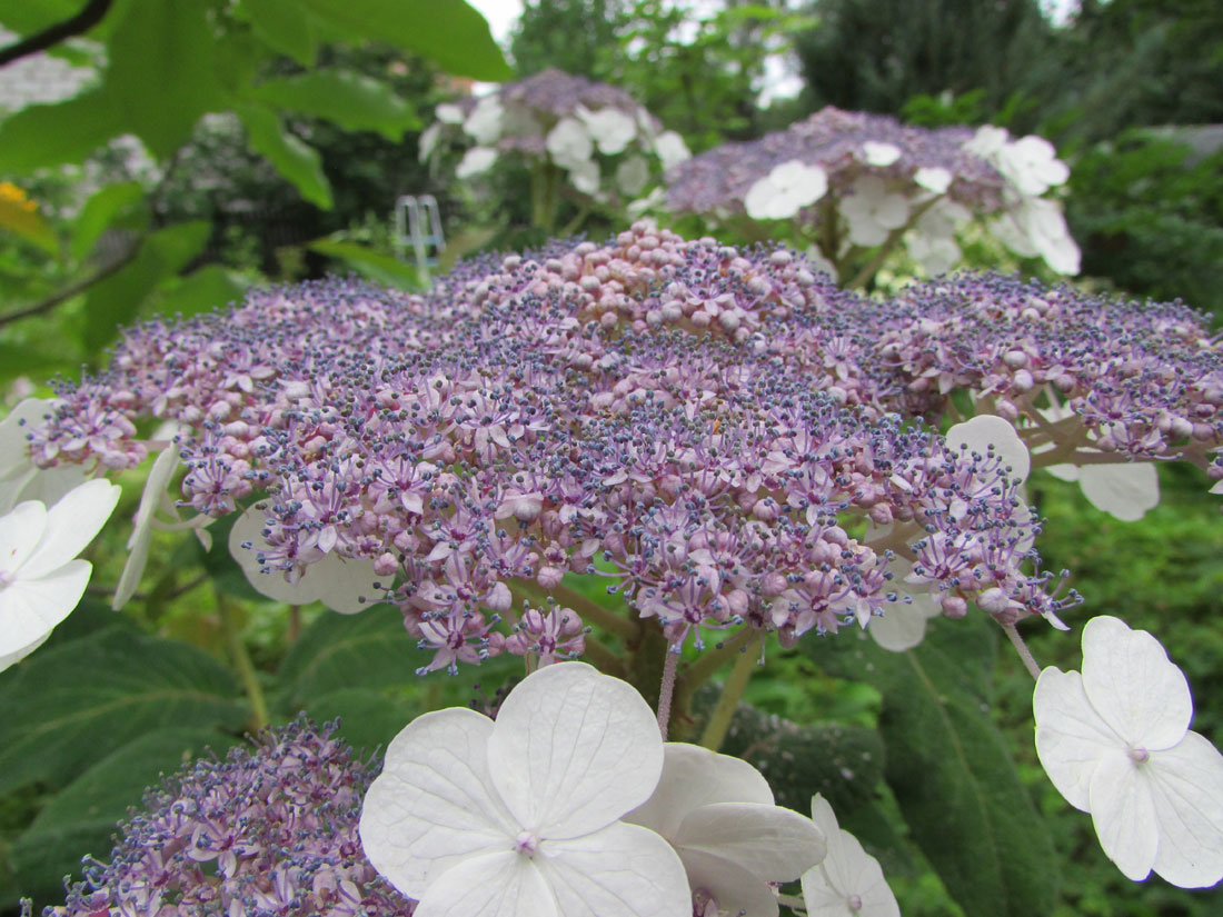 Image of Hydrangea aspera ssp. sargentiana specimen.