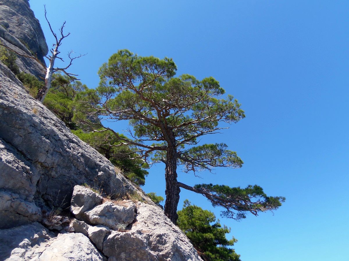 Image of Pinus pityusa specimen.