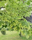 Acer platanoides