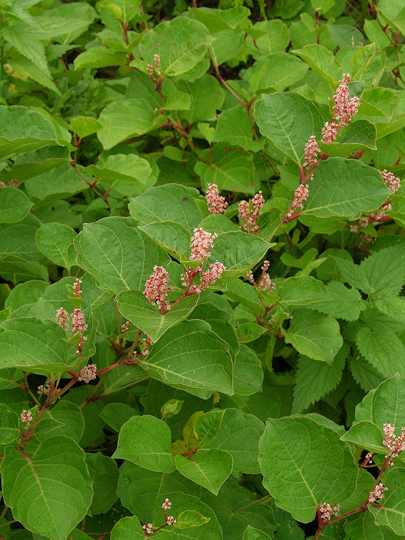 Image of Reynoutria japonica var. compacta specimen.