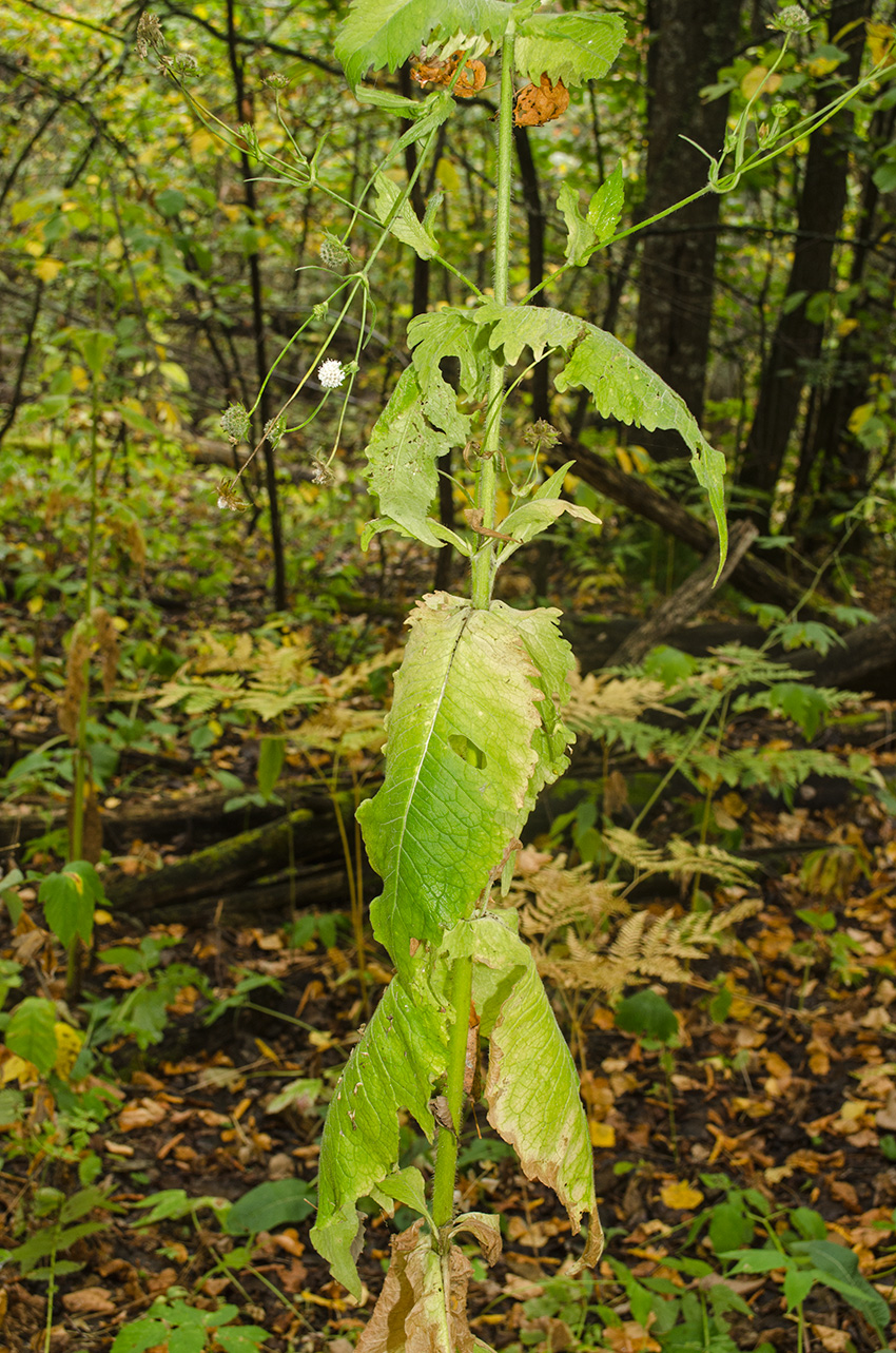 Изображение особи Knautia tatarica.