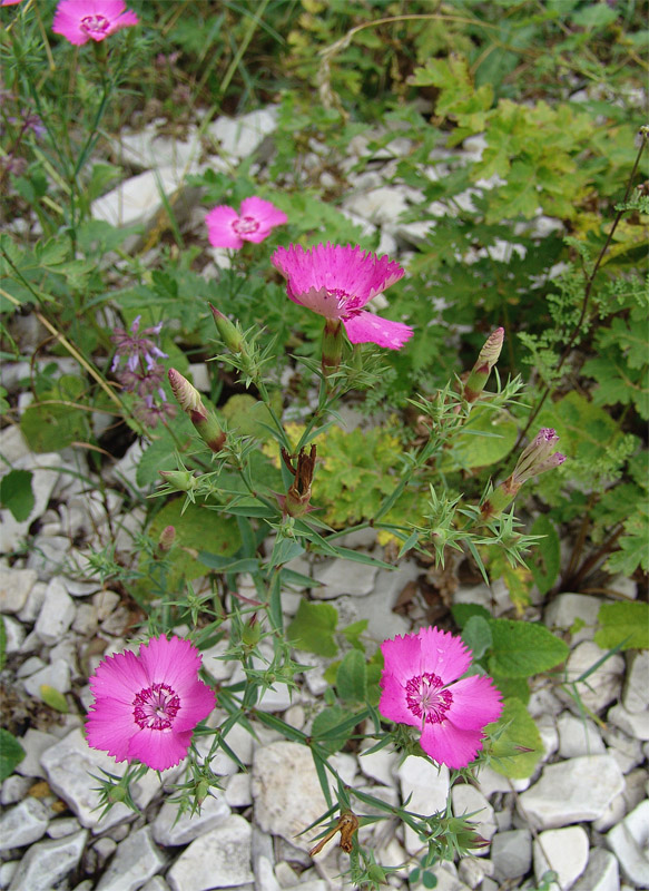 Image of Dianthus caucaseus specimen.