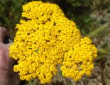 Achillea arabica. Общее соцветие. Узбекистан, северная часть г. Самарканд, пустырь на границе застройки и холмов Афрасиаба. 03.05.2018.