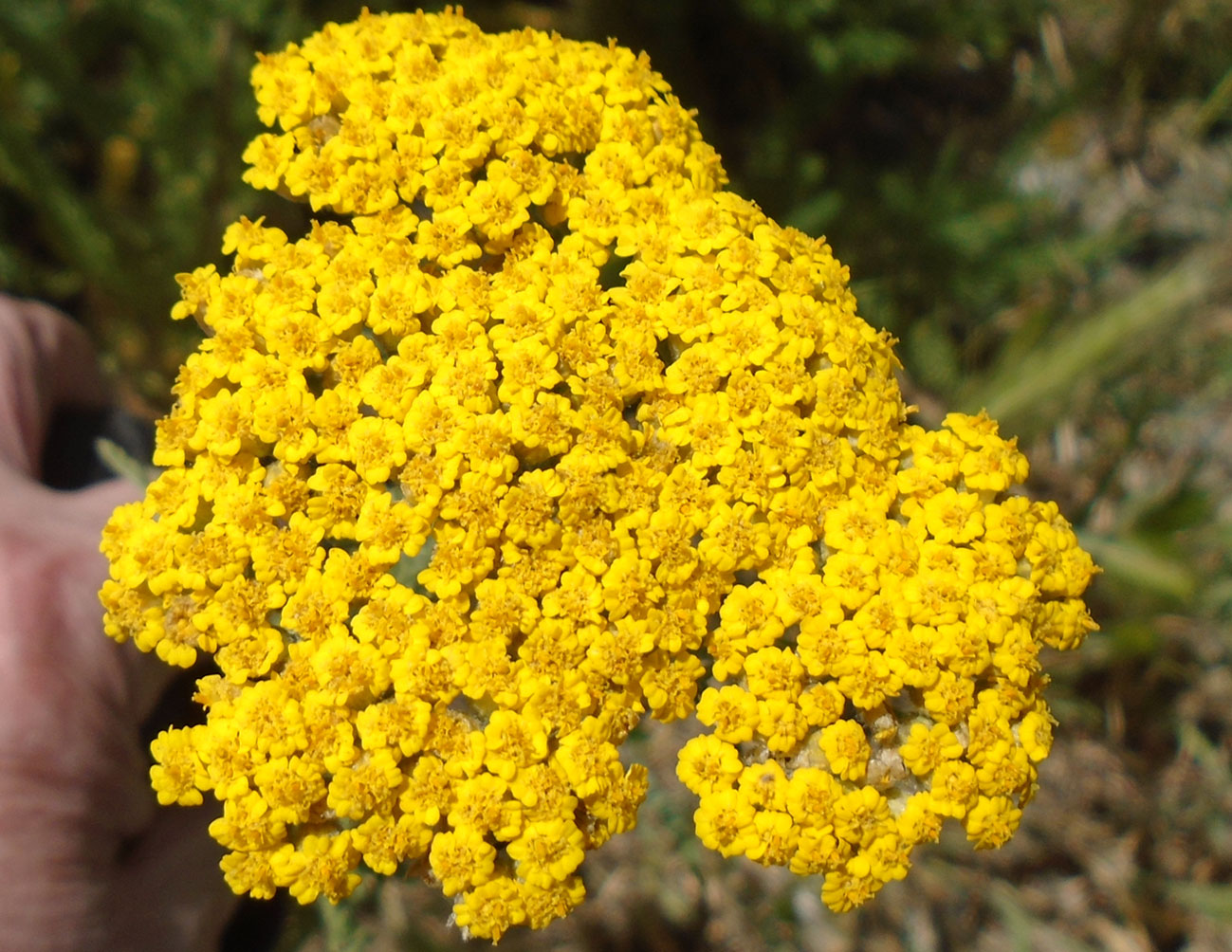 Изображение особи Achillea arabica.