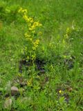 Galium verum