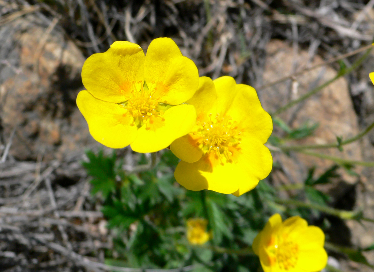 Image of genus Potentilla specimen.