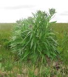 Cynoglossum officinale