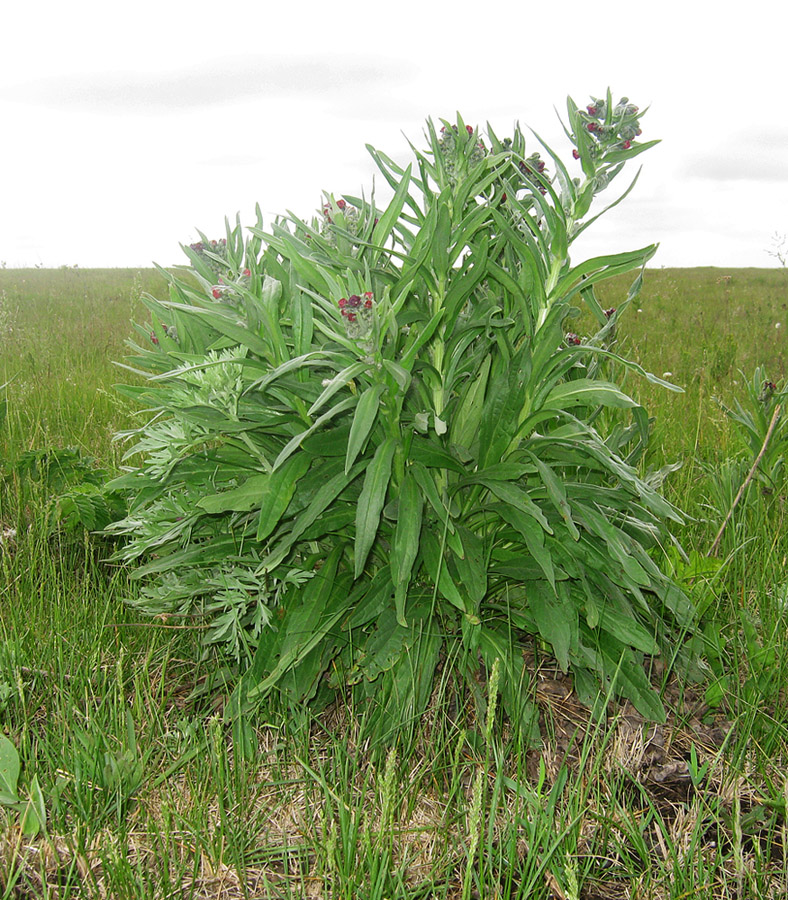 Image of Cynoglossum officinale specimen.