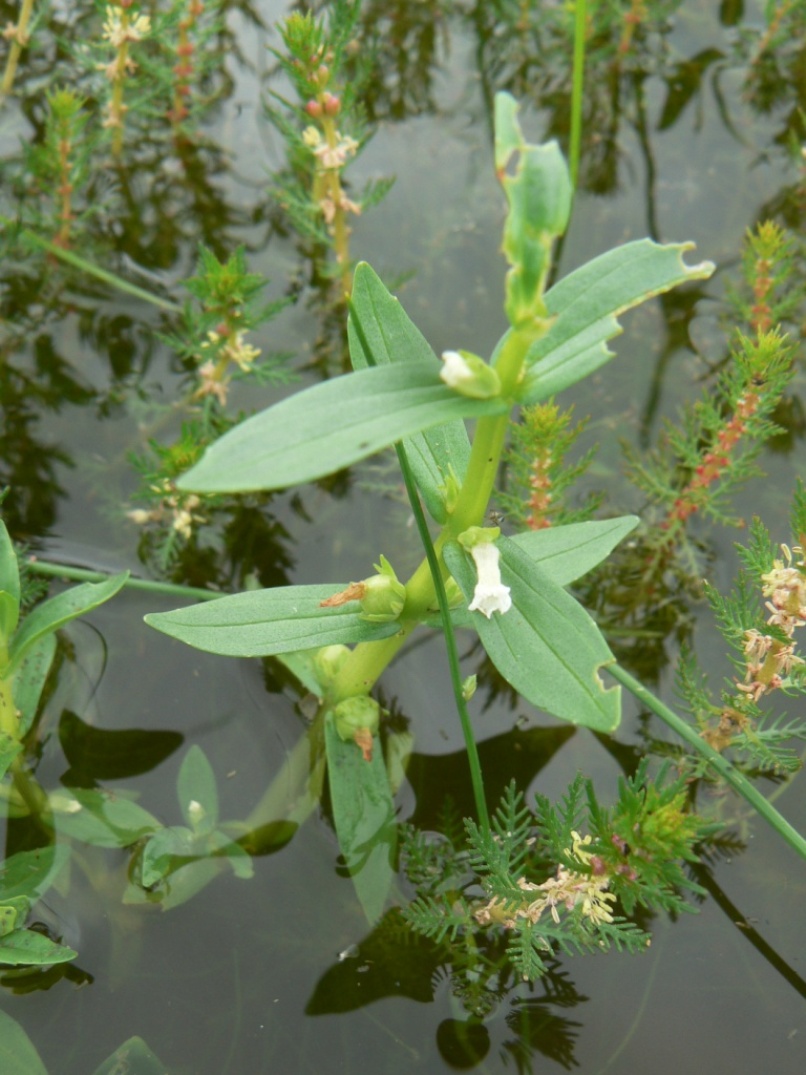 Изображение особи Gratiola japonica.