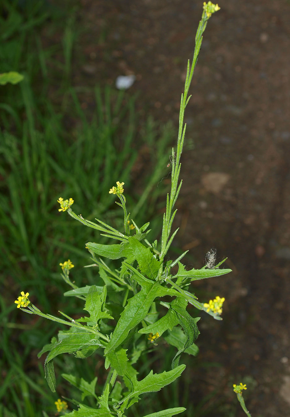 Изображение особи Sisymbrium officinale.