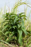 Gentiana cruciata