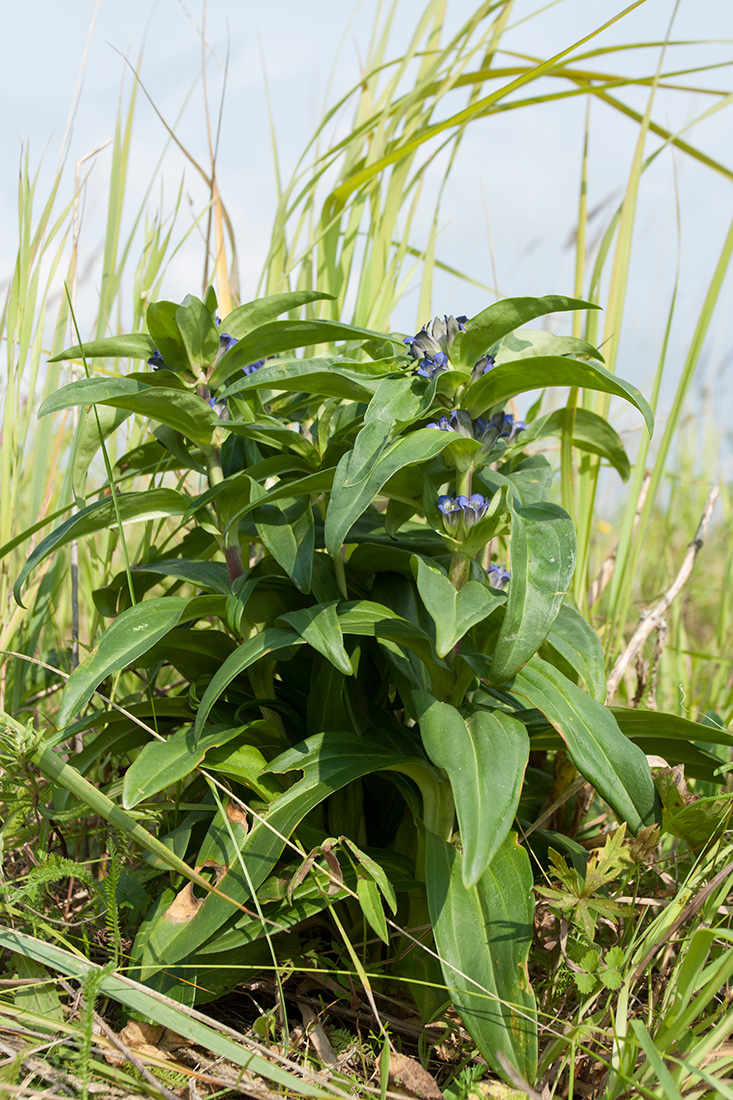 Image of Gentiana cruciata specimen.