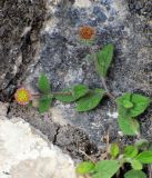 Pentanema albertoregelia