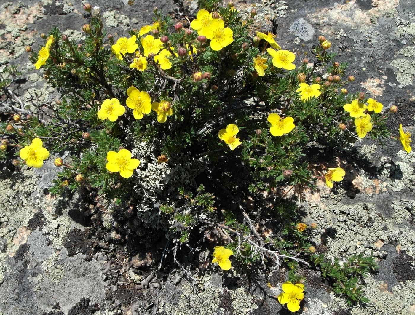 Image of Dasiphora parvifolia specimen.