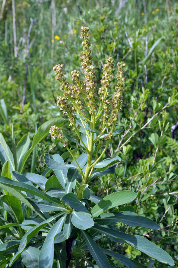 Изображение особи Sibiraea altaiensis.