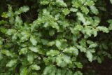genus Pittosporum