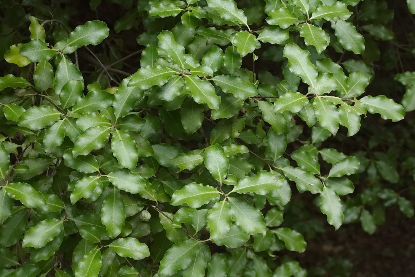 Image of genus Pittosporum specimen.