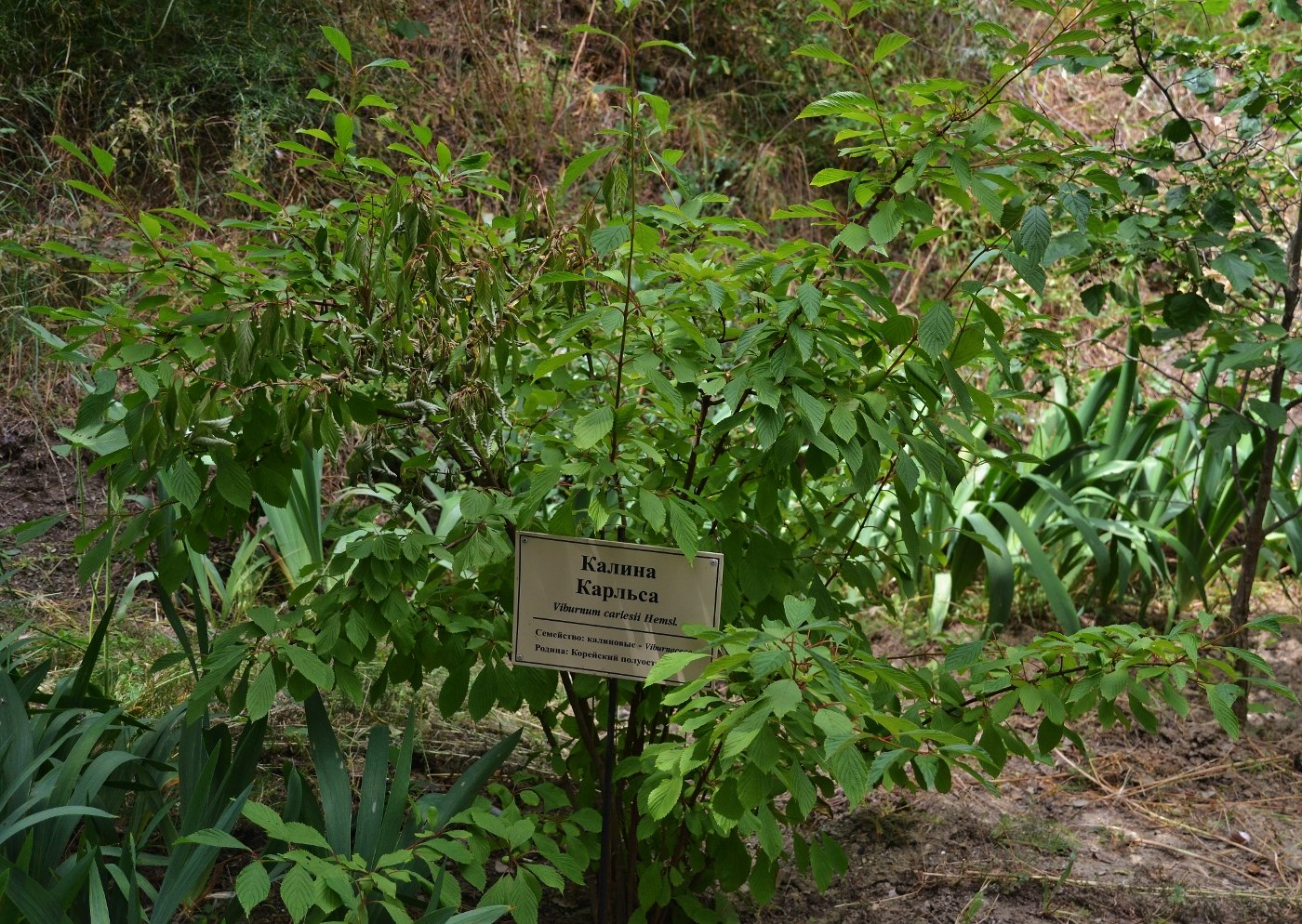 Image of Viburnum farreri specimen.
