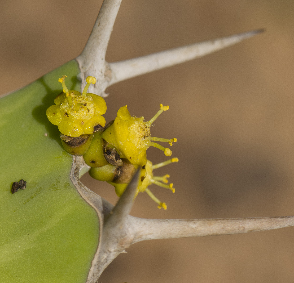 Изображение особи Euphorbia grandicornis.