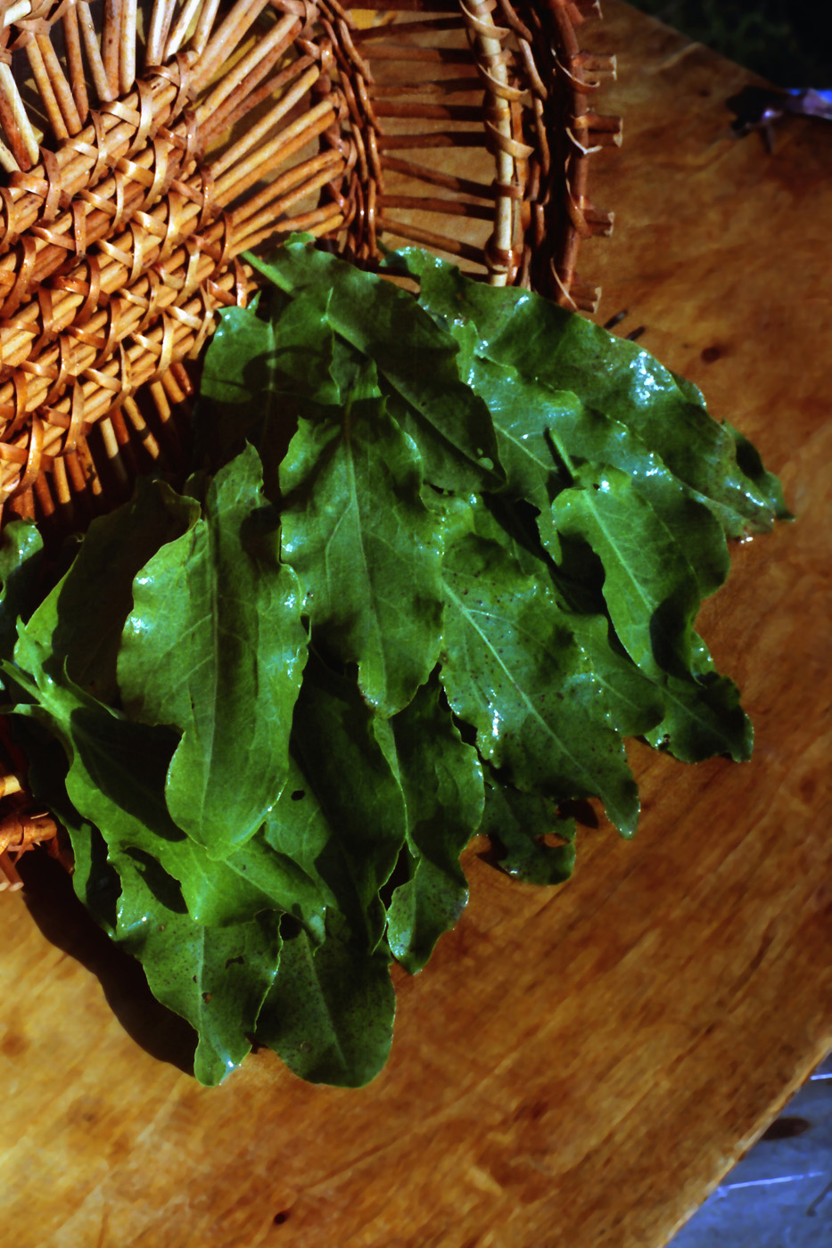 Image of Rumex acetosa specimen.