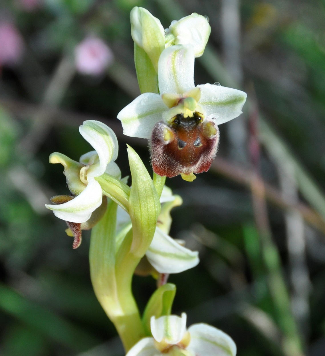 Изображение особи Ophrys bornmuelleri.