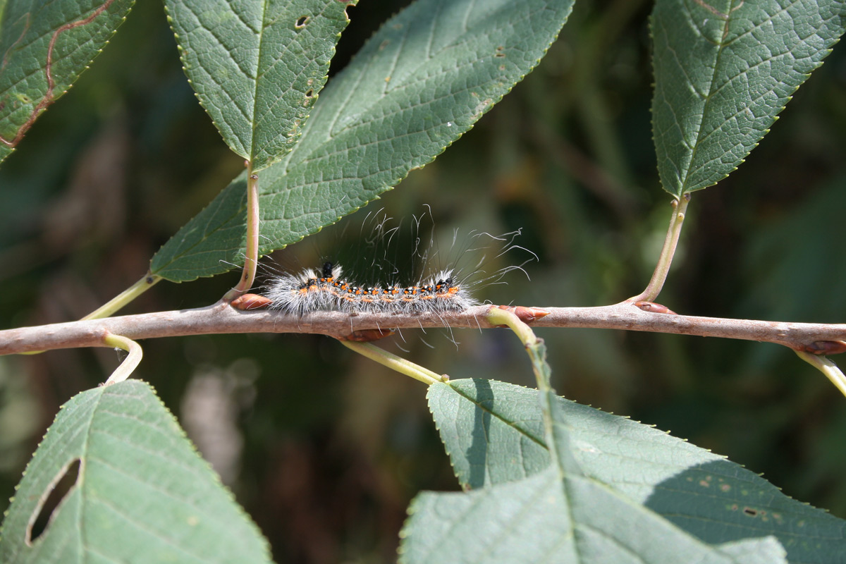 Image of Padus avium specimen.