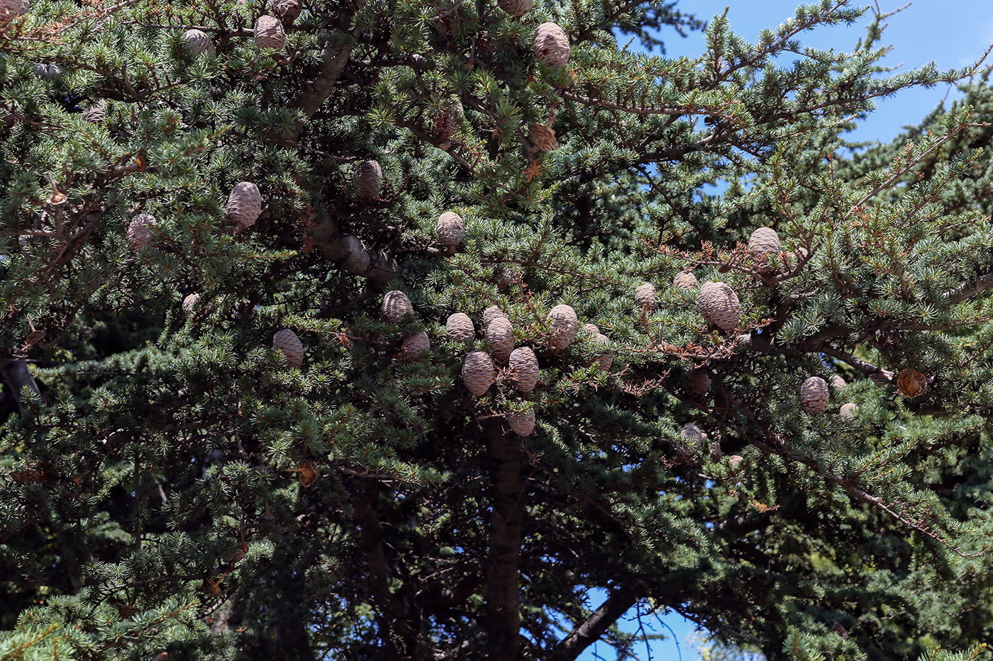 Image of Cedrus atlantica specimen.