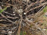 Asperula praevestita. Нижняя часть растения. Крым, известняковые холмы в окр. с. Верхнесадовое. 30 июня 2010 г.