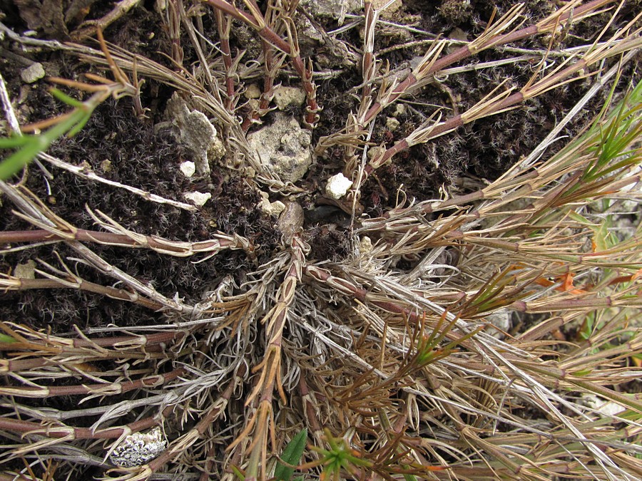 Image of Asperula praevestita specimen.