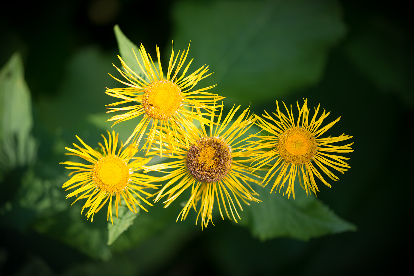 Image of Telekia speciosa specimen.